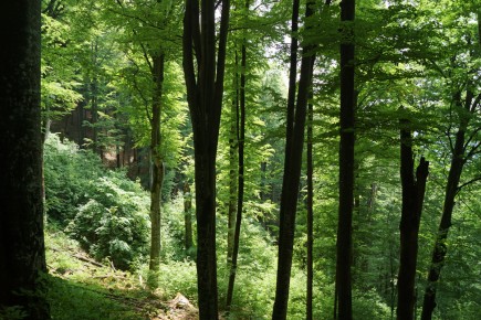Bedrohte Urwälder in Rumänien