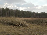 Polter mit den geernteten Bäumen der Kurzumtriebsplantage auf der Grünland-KUP Schönholz, 4 Wuchsjahre, 1. Rotationszeit