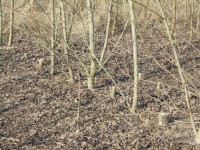 Ausgewählte Probebäume werden während der Biomasseinventur geerntet